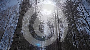 Birch forest in sunlight in the morning. Birch grove in autumn