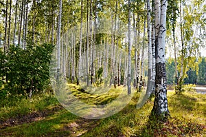 Birch forest sunlight