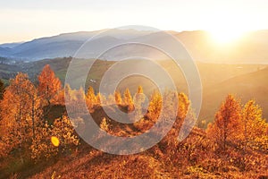 Birch forest in sunny afternoon while autumn season. Autumn Landscape. Ukraine.