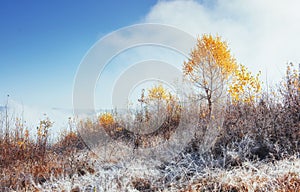 birch forest in sunny afternoon while autumn season. October mou