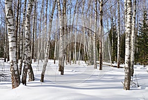 Birch forest on sunny winter day