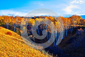 The birch forest sunset