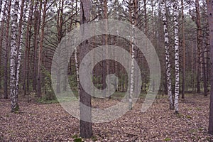 Birch forest. White birch trunks. Spring sunny forest.