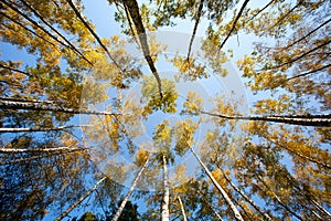 Birch forest with wide angle lens