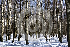 Birch forest in winter