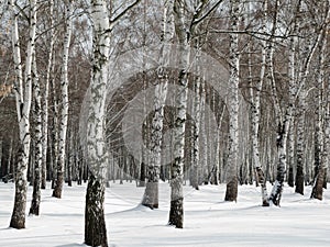 Birch forest in winter