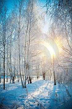 Birch forest in winter
