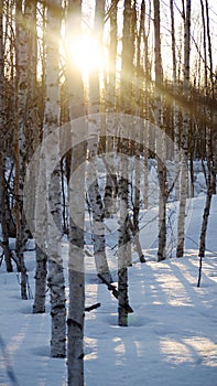 Birch forest in winter.