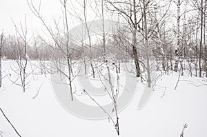 Birch forest in winter in black and white