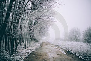 Birch forest in winter in black and white