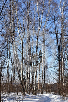 Birch forest in winter. Landscape with footpath in snow