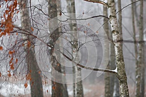 Birch forest in winter, the trees are rubbing the last leaves