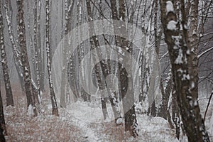 Birch forest in winter, the trees are rubbing the last leaves