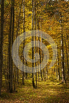 Birch forrest in colorful autumn light, Logarska dolina, Slovenija