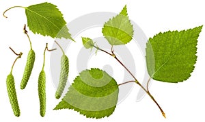 Birch fresh green branch with leaves and flowers isolated on white background. A collection or set of floral design