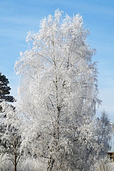 Birch in frost in winter close-up in the forest