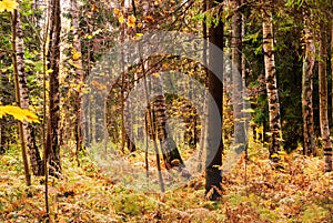 Birch Glade in late autumn. Natural background