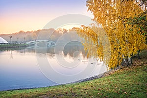 Birch with golden autumn foliage over a pond in Tsaritsyno park