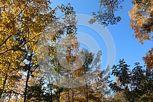Birch with golden leaves and green larch on a background of blue sky / Autumn landscape in a park /