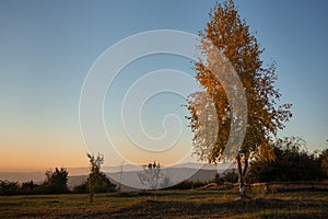 Birch with golden leaves in the light of the day, autumn in the