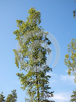 Birch with green foliage