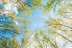 Birch with green leaves in spring forest against the sky.