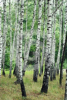 Birch grove