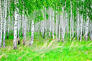 Birch grove