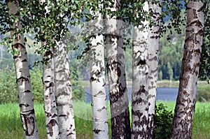 Birch Grove