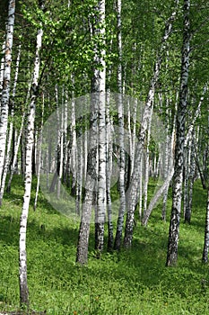 Birch grove