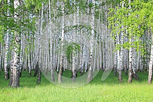 Birch grove