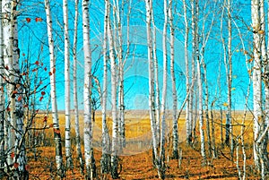 Birch grove