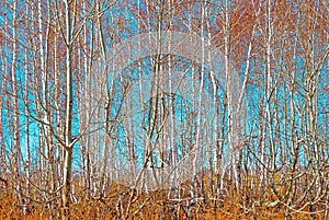 Birch grove