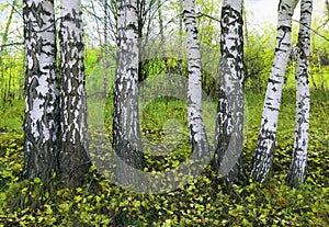 Birch grove