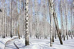 Birch grove