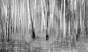 Birch Grove Abstract