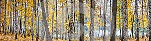 Birch grove against the lake on sunny autumn day