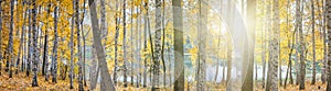 Birch grove against the lake on sunny autumn day, landscape