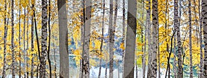 Birch grove against the lake on sunny autumn day, landscape