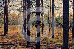 A birch grove in autumn.