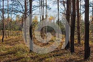 A birch grove in autumn.