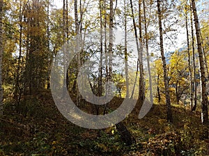 Birch grove in autumn.