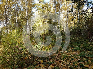 Birch grove in autumn.