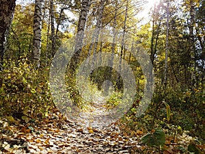 Birch grove in autumn.