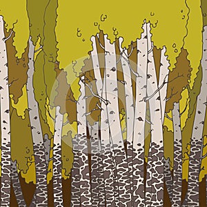 Birch grove in autumn