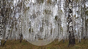 Birch Grove in Autumn. Colorful Yellow Leaf-Bearing Deciduous Fall Forest