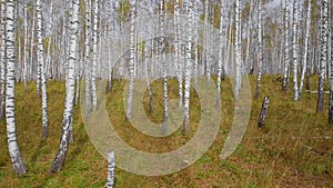 Birch Grove in Autumn. Drone Flying Through Colorful Yellow Leaf-Bearing Deciduous Fall Forest. Aerial View