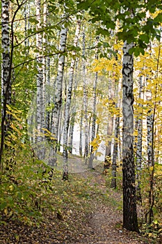 Birch grove in autumn forest