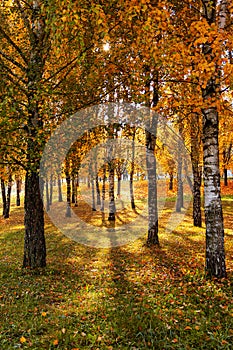 birch grove in autumn, golden leaves and light