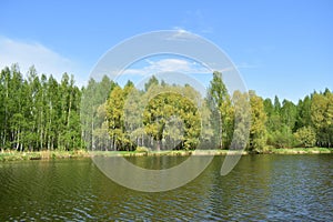 Birch grove on the banks of the river. A forest area. Green grass. Blue sky
